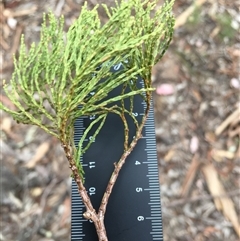 Callitris endlicheri at Crowther, NSW - 26 Apr 2025 03:02 PM