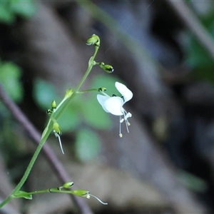 Aneilema acuminatum at Jamberoo, NSW - 11 Apr 2025 11:14 AM