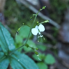 Aneilema acuminatum at Jamberoo, NSW - 11 Apr 2025 11:14 AM