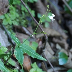 Aneilema acuminatum at Jamberoo, NSW - 11 Apr 2025 11:14 AM