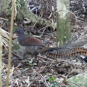 Menura novaehollandiae at Jamberoo, NSW - 11 Apr 2025 11:24 AM