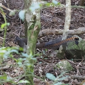 Menura novaehollandiae at Jamberoo, NSW - 11 Apr 2025 11:24 AM