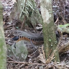 Menura novaehollandiae at Jamberoo, NSW - 11 Apr 2025 11:24 AM