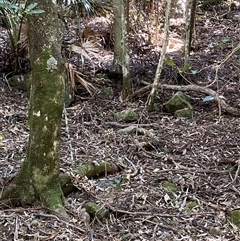 Menura novaehollandiae at Jamberoo, NSW - 11 Apr 2025 11:24 AM