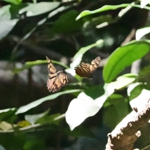 Heteronympha banksii at Jamberoo, NSW - suppressed
