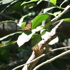 Heteronympha banksii at Jamberoo, NSW - suppressed