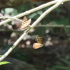 Heteronympha banksii at Jamberoo, NSW - suppressed
