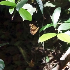Heteronympha banksii at Jamberoo, NSW - suppressed