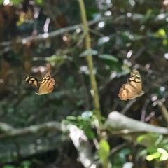Heteronympha banksii at Jamberoo, NSW - suppressed