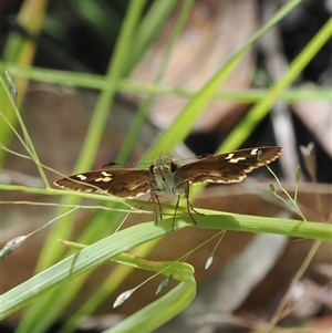 Dispar compacta at Robertson, NSW - 28 Feb 2023 01:08 PM