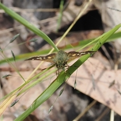 Dispar compacta at Robertson, NSW - 28 Feb 2023 01:08 PM
