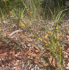 Bossiaea heterophylla at Eden, NSW - 24 Apr 2025 10:30 AM
