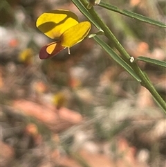 Bossiaea heterophylla at Eden, NSW - 24 Apr 2025 10:30 AM