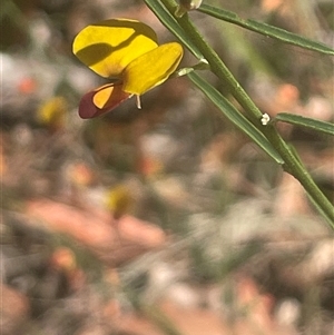 Bossiaea heterophylla at Eden, NSW - 24 Apr 2025 10:30 AM