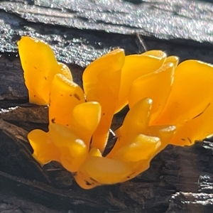 Dacryopinax spathularia at Bournda, NSW - 25 Apr 2025 09:40 AM
