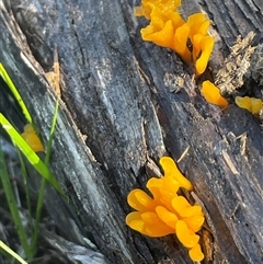 Dacryopinax spathularia at Bournda, NSW - 25 Apr 2025 09:40 AM