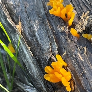 Dacryopinax spathularia at Bournda, NSW - 25 Apr 2025 09:40 AM