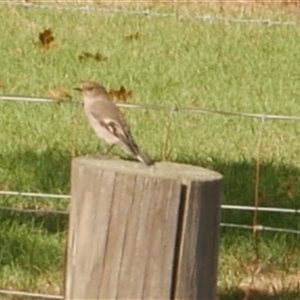 Petroica phoenicea at Freshwater Creek, VIC - 23 Apr 2025 02:10 PM
