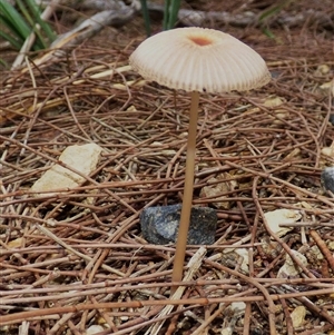Coprinellus etc. at West Hobart, TAS - 26 Apr 2025 05:30 PM