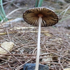 Coprinellus etc. at West Hobart, TAS - 26 Apr 2025 05:30 PM