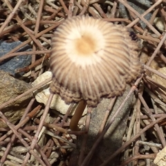 Coprinellus etc. at West Hobart, TAS - 26 Apr 2025 05:30 PM