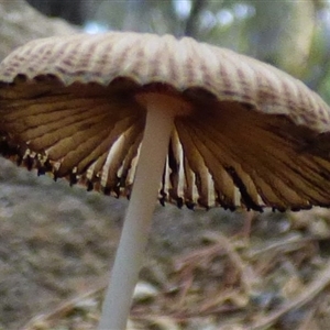 Coprinellus etc. at West Hobart, TAS - 26 Apr 2025 05:30 PM