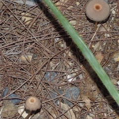 Coprinellus etc. at West Hobart, TAS - 26 Apr 2025 05:30 PM