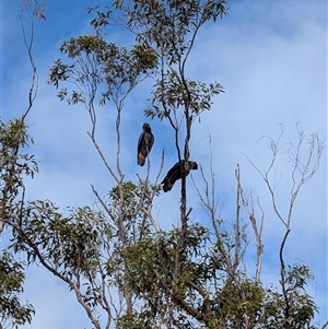 Calyptorhynchus lathami lathami at Woodford, NSW - suppressed