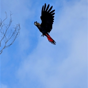 Calyptorhynchus lathami lathami at Woodford, NSW - suppressed