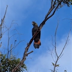 Calyptorhynchus lathami lathami at Woodford, NSW - suppressed