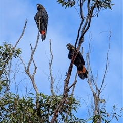 Calyptorhynchus lathami lathami at Woodford, NSW - suppressed