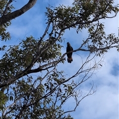 Calyptorhynchus lathami lathami at Woodford, NSW - suppressed