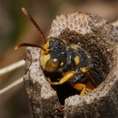 Cerceris sp. (genus) at Freshwater Creek, VIC - 8 Apr 2025 12:15 PM