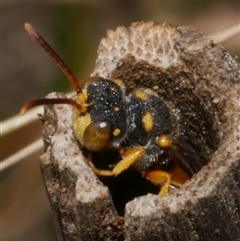 Cerceris sp. (genus) at Freshwater Creek, VIC - 8 Apr 2025 12:15 PM