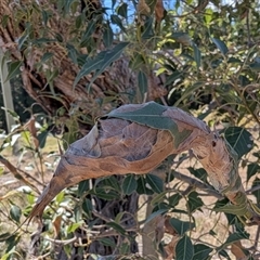 Dichocrocis clytusalis at Chisholm, ACT - 20 Apr 2025 11:13 AM