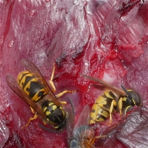 Vespula germanica at Freshwater Creek, VIC - 1 Apr 2025 12:20 PM