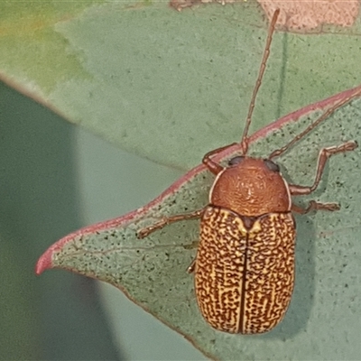 Aporocera rufescens (A case-bearing beetle) at Rendezvous Creek, ACT - 26 Apr 2025 by Harrisi