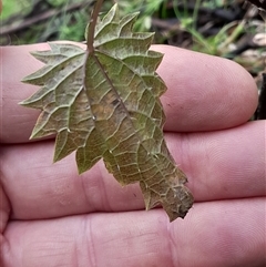 Urtica incisa at Pappinbarra, NSW - 7 Mar 2025 12:55 PM