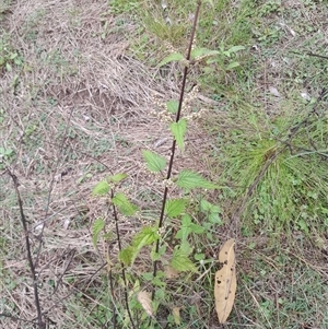 Urtica incisa at Pappinbarra, NSW - 7 Mar 2025 12:55 PM
