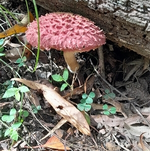 Boletellus sp. at Pappinbarra, NSW - 20 Mar 2025 11:36 AM