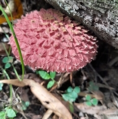 Boletellus sp. at Pappinbarra, NSW - 20 Mar 2025 11:36 AM