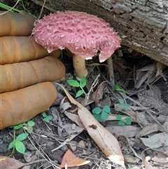 Boletellus sp. at Pappinbarra, NSW - 20 Mar 2025 11:36 AM