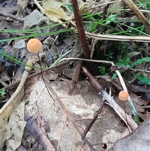 Marasmius sp. at Pappinbarra, NSW - 26 Mar 2025 03:57 PM