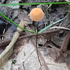 Marasmius sp. at Pappinbarra, NSW - 26 Mar 2025 03:57 PM