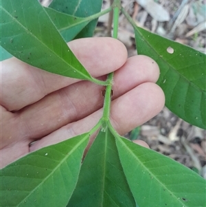 Psychotria loniceroides at Pappinbarra, NSW - 19 Mar 2025 03:12 PM