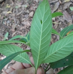 Psychotria loniceroides at Pappinbarra, NSW - 19 Mar 2025 03:12 PM
