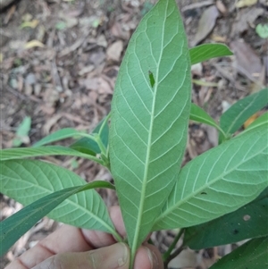 Psychotria loniceroides at Pappinbarra, NSW - 19 Mar 2025 03:12 PM