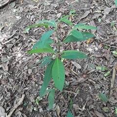 Psychotria loniceroides at Pappinbarra, NSW - 19 Mar 2025 03:12 PM