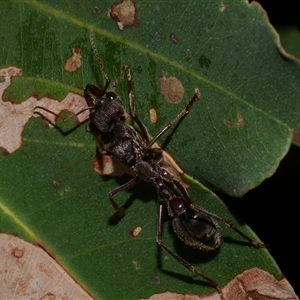 Myrmecia sp. (genus) at Freshwater Creek, VIC - 5 Apr 2025 09:42 PM