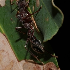 Myrmecia sp. (genus) at Freshwater Creek, VIC - 5 Apr 2025 09:42 PM